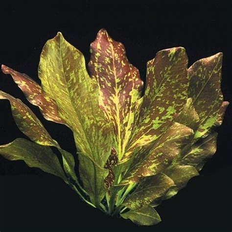 Sword Echinodorus red flame Potted | Arizona Aquatic Gardens