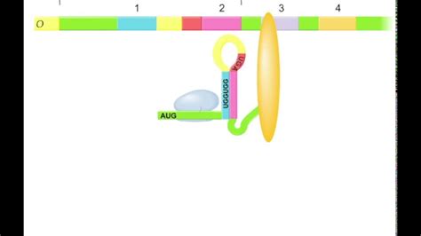 Trp operon- regulation by attenuation(Animation) - YouTube