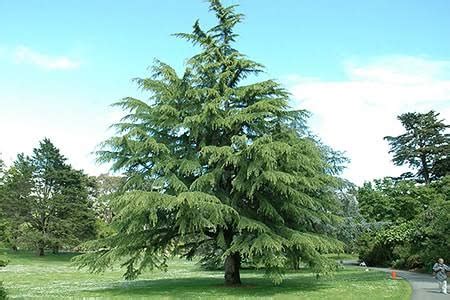 16 Major Types Of Evergreen Trees (With Pictures & Names) - AMERICAN ...