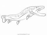 Brown Trout Triple White Coloring Page For Kids  Free Trouts sketch template