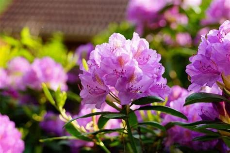 Rhododendron and Azalea Shrubs: Planting, Growing, and Pruning ...