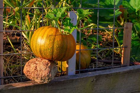 Growing Pumpkins in Small Spaces: Tips for All