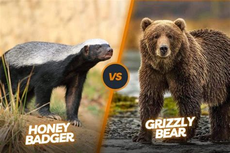 Honey badger vs grizzly Bear: who would be the winner and why?