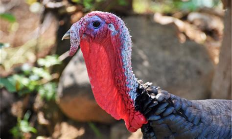 What a Turkey Snood Tells You About Your Tom | CarbonTV