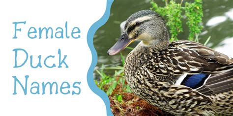 250+ Duck Names for Your Feathered Friend (From Aflac to Xerxes) - PetHelpful