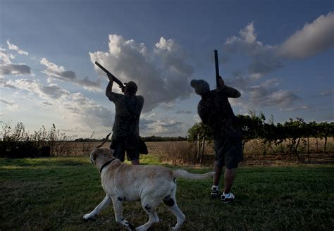 » Dove Hunting Season in Central Texas Andy's Ramblings