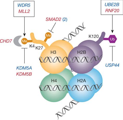 Histone Octamer