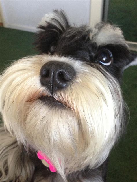 Pretty schnauzer. Such a pretty beard! | Perros | Pinterest | Mascotas, Schanauzer y Perros bellos