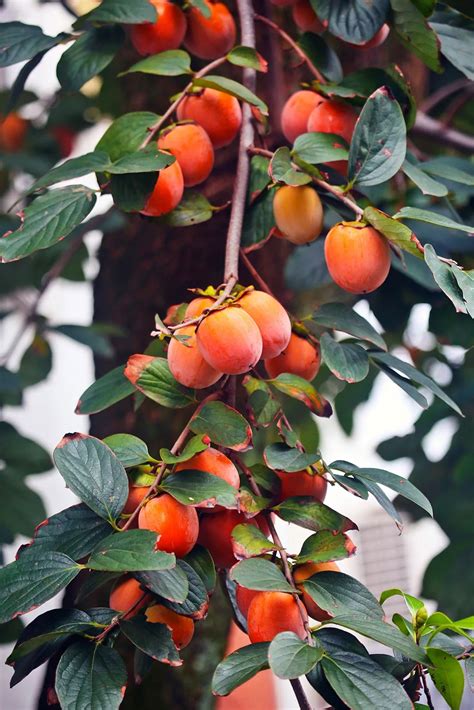 How to Grow Persimmon | Growing Persimmon in Containers