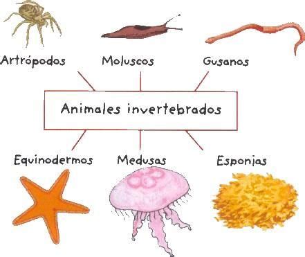 Animales invertebrados - ¡EJEMPLOS + IMÁGENES! | Vertebrados e invertebrados, Animales ...