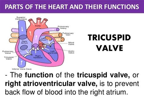 Parts of the Heart and Their functions