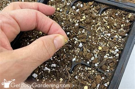 Growing Peppers From Seed: The Complete How To Guide - Get Busy Gardening