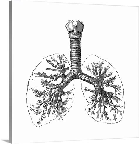 Lung anatomy, artwork Wall Art, Canvas Prints, Framed Prints, Wall ...