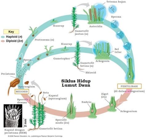 Siklus Hidup Tumbuhan Lumut Daun Bryophyta Examples - IMAGESEE