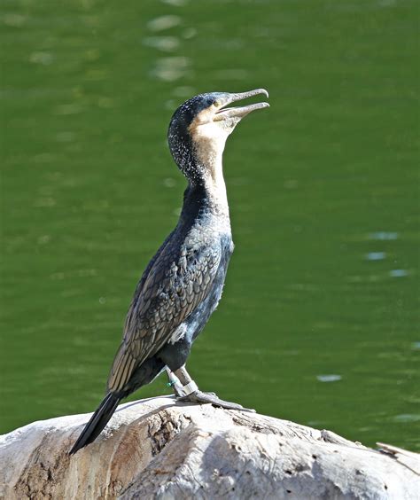 Pictures and information on White-breasted Cormorant