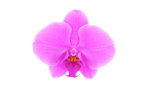 Single pink orchid flower stock image. Image of flower - 47010605