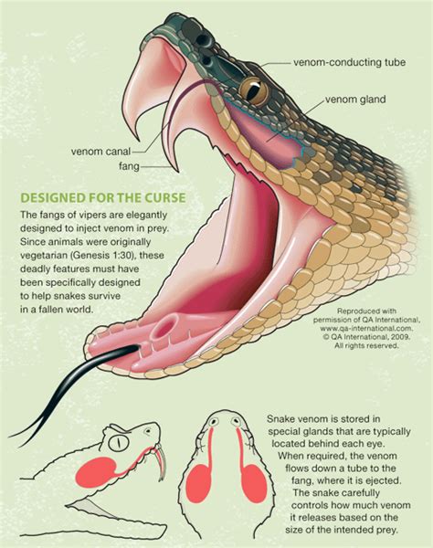 Fang Design Snake Facts For Kids, Vet Tech School, Types Of Snake, Vet ...