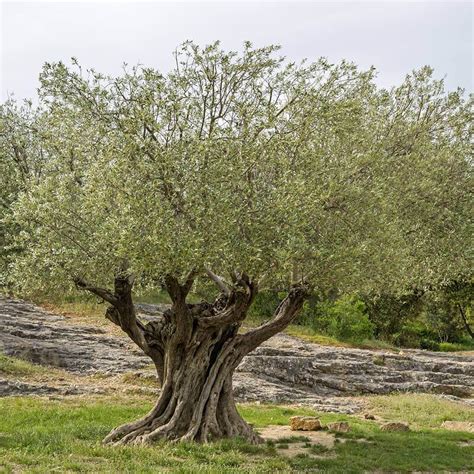 Plants of Wild Olive tree - OLEA EUROPAEA SYLVESTRIS - T.O.G