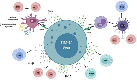 Frontiers | Immunosuppressive Mechanisms of Regulatory B Cells