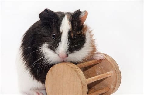 The 25 Best Guinea Pig Toys of 2021 - Pet Life Today