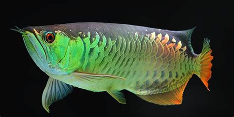 Asian arowana - Alchetron, The Free Social Encyclopedia