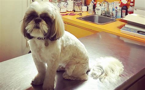 Adorable Shih Tzu Haircuts – Shih Tzu Cute