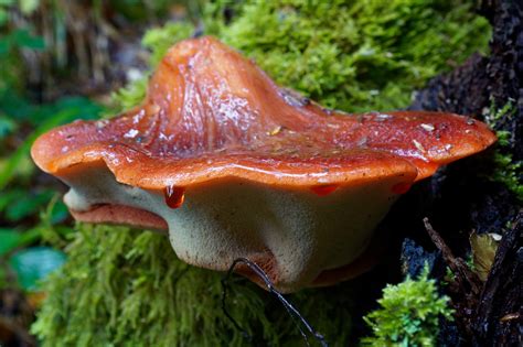 Fistulina hepatica: The Ultimate Mushroom Guide + 3 Recipes