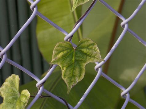 Green Leaf Purple Fence by cdooginz on DeviantArt