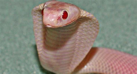 Zoo officials report newly captured albino cobra is "significantly smaller" than darker snakes ...