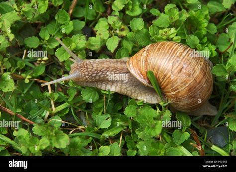 Helix pomatia; escargot, or edible snail, in Swiss garden Stock Photo - Alamy