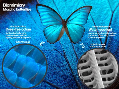 biomimicry-butterfly-structure-colour-1024-768 | Biomimesis, Biomimetica, Bionica