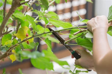 Mulberry Pruning » Top Trimming Tips