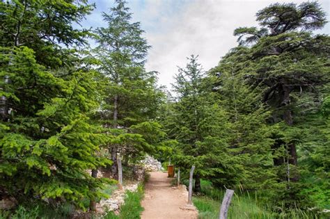 Premium Photo | Cedars of lebanon lebanese cedar trees forest mountains