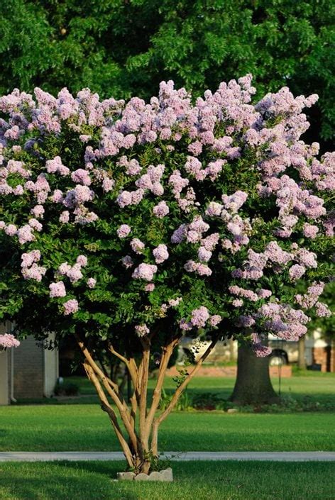 Crape Myrtle Trees & Bushes - Growing and Care | Garden Design