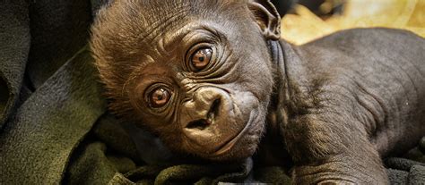 Gorilla Baby, Abeo | Louisville Zoo