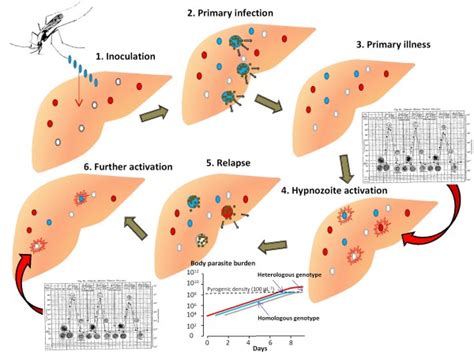 Proposed mechanism and sequence of Plasmodium vivax relapse activation... | Download Scientific ...