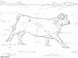Realistic Cow coloring Page sketch template