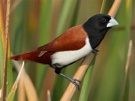 Tricolored Munia - eBird