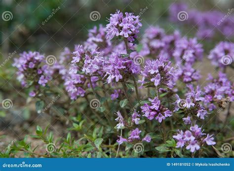 Thyme - Herbal Plant and Spice Stock Photo - Image of plant, spice ...