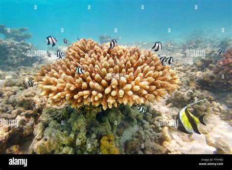 Maldives Island - shallow coral reef Stock Photo - Alamy