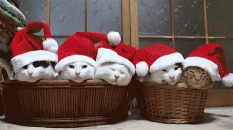 Christmas Kitties GIFs | Tenor