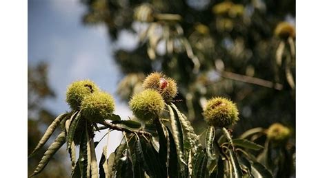 Chief plant health officer confirms sweet chestnut blight found in London