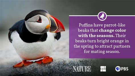 Puffin Fact Sheet | Blog | Nature | PBS