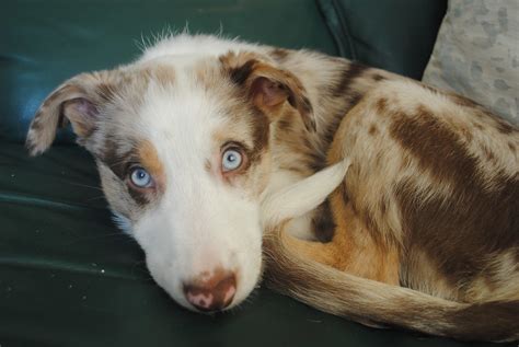 Brown Border Collie Blue Eyes