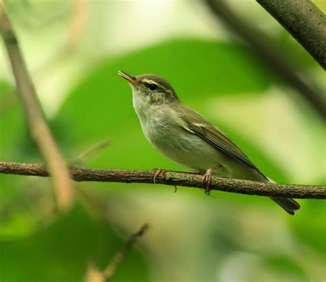 Vietnam Bird News: Pix, call and song of passage migrant Arctic Warbler ...