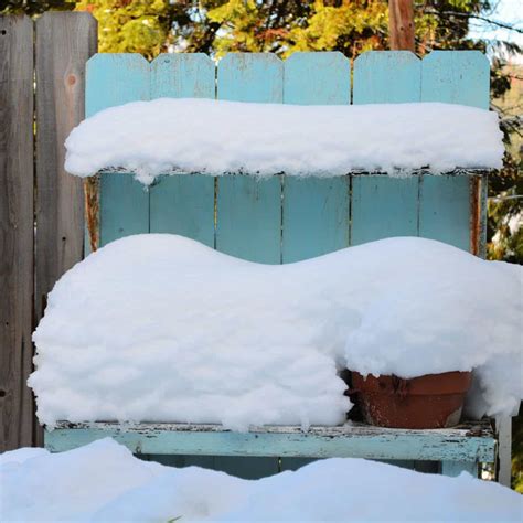 Best Winter Sowing Containers...what I have tried and love! - Flower Patch Farmhouse