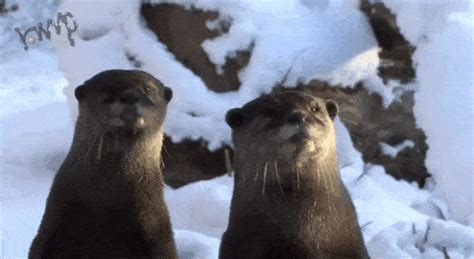 Otters GIF - Find & Share on GIPHY