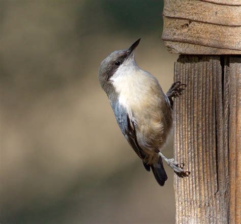 Pygmy Nuthatch | San Diego Bird Spot