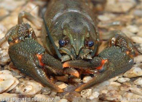 Astacus astacus Pictures, Noble Crayfish Images, Nature Wildlife Photos | NaturePhoto