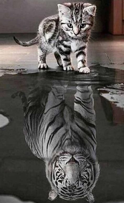 Cat Reflection Of Tiger Wallpaper | PeepsBurgh.Com